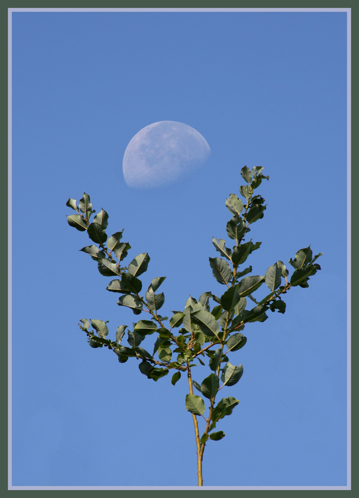 Zeig den Mond hinterm Zweig