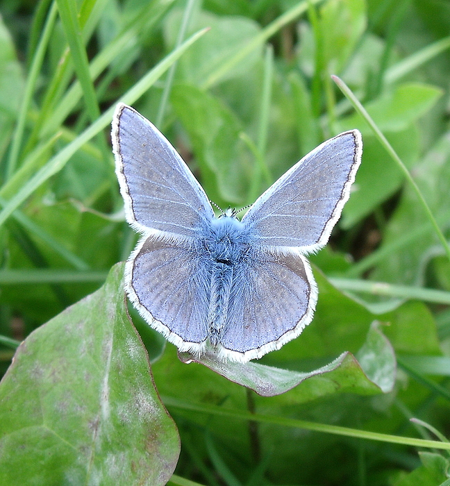 Zeig her deine prachtvolle Farbe Foto & Bild tiere, wildlife, schmetterlinge Bilder auf