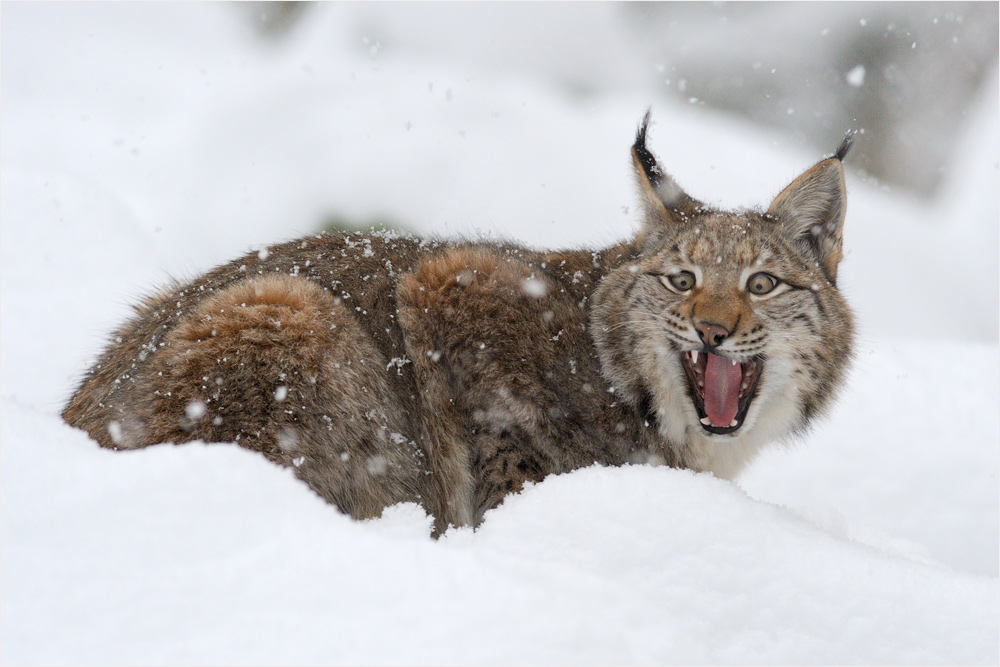 [ Zeig' mir deine Beisserchen ] Foto & Bild | tiere, zoo, wildpark