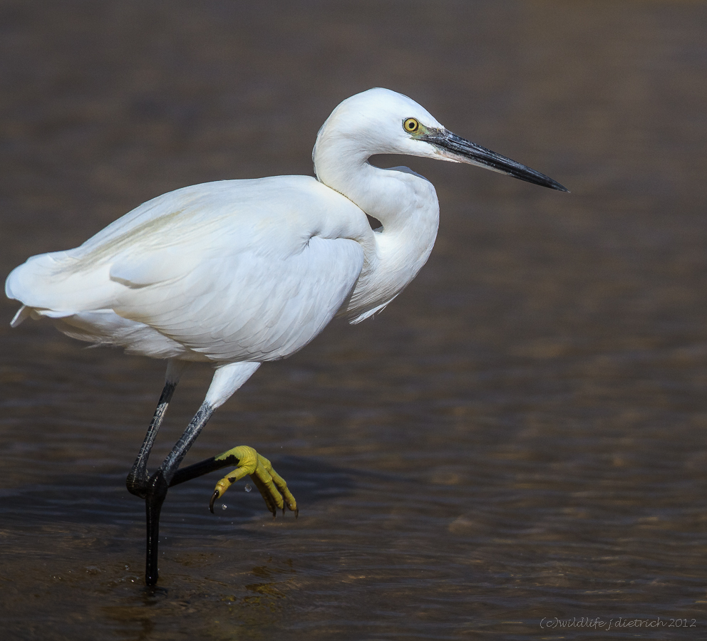 Zeig mir Deine gelben Füße.. Foto &amp; Bild tiere, wildlife, wild