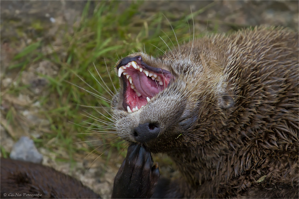 Zeig mir Deine Hackelchen&hellip;. Foto &amp; Bild tiere, zoo, wildpark