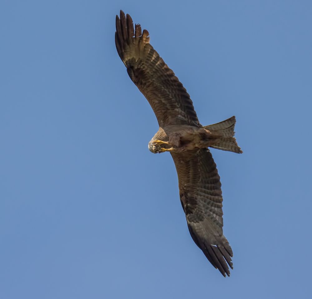 Zeig mir Deine Krallen Foto &amp; Bild tiere, wildlife, wild lebende
