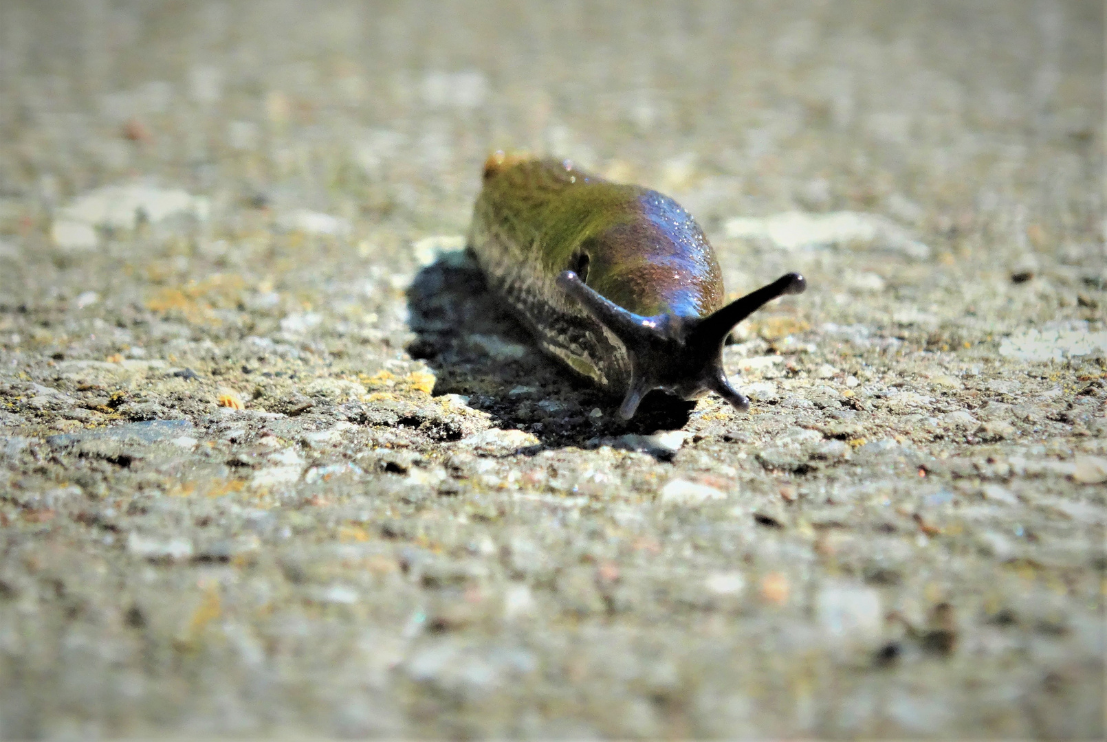 Zeige mir den Weg, Schnecke  