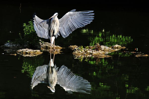 zeigt her eure Flügel.......