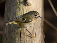 "ZEIGT HER EURE FÜSSE ......."