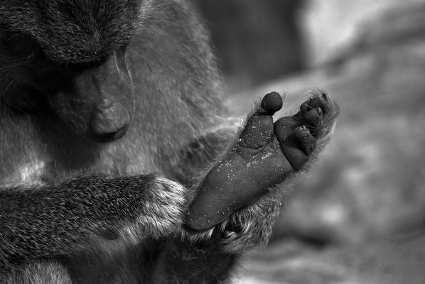 Zeigt her eure Füße..