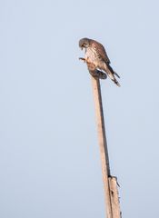 "ZEIGT HER EURE FÜSSE ZEIGT HER EURE FÜSS"