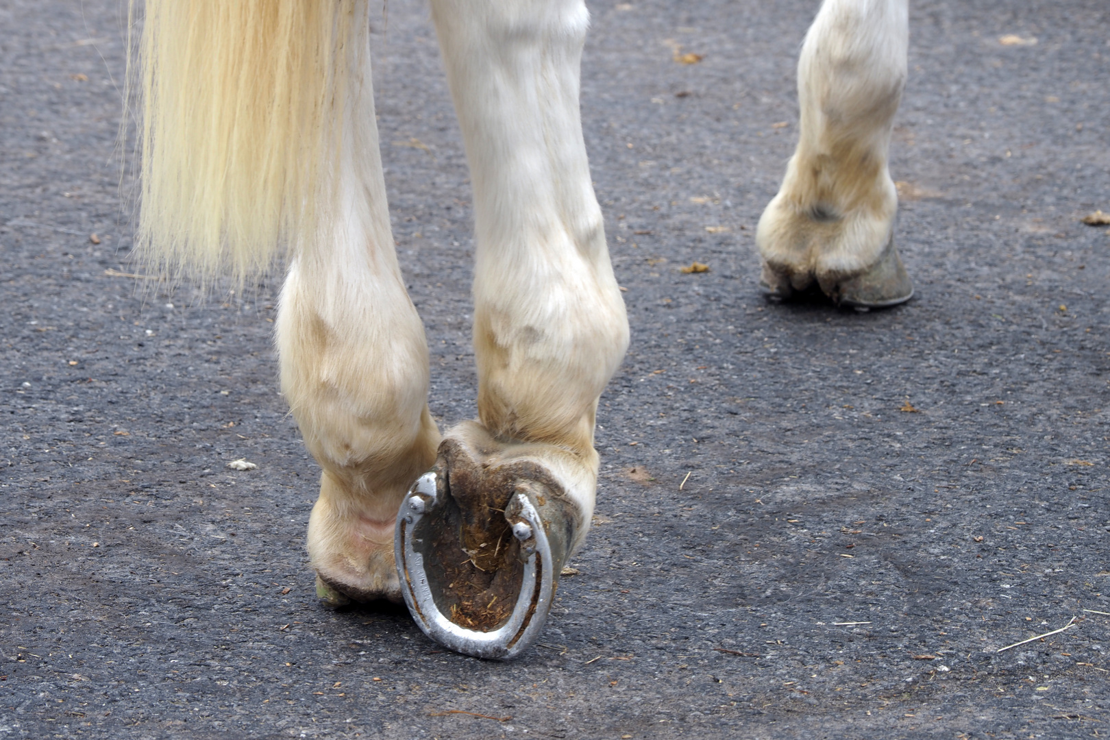 zeigt her eure füsse, zeigt her eure schuh