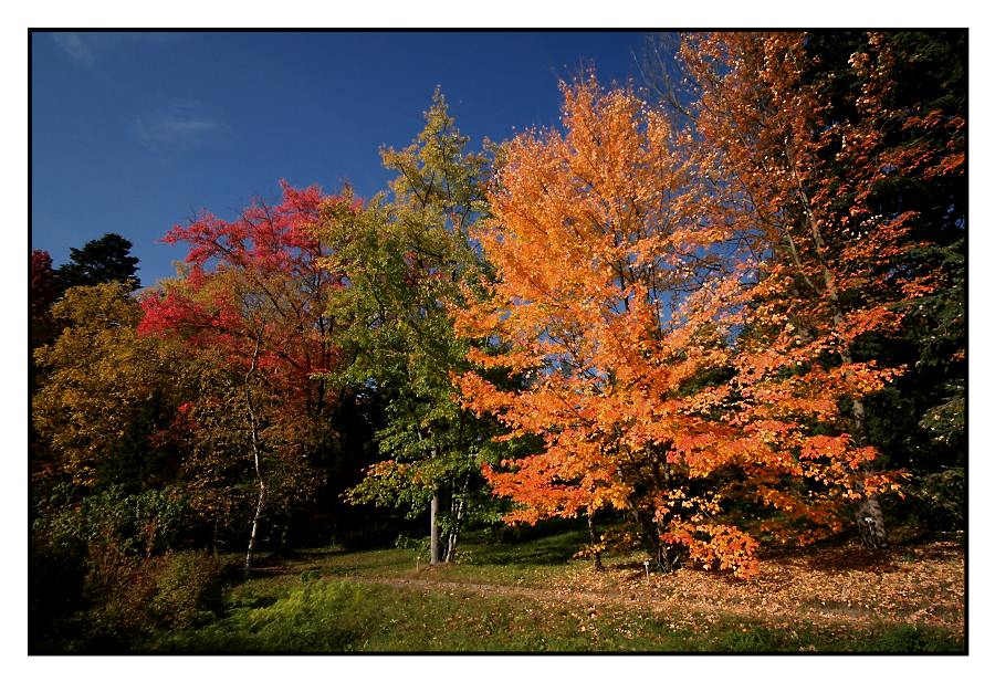 Zeigt her Eure Herbstfarben!