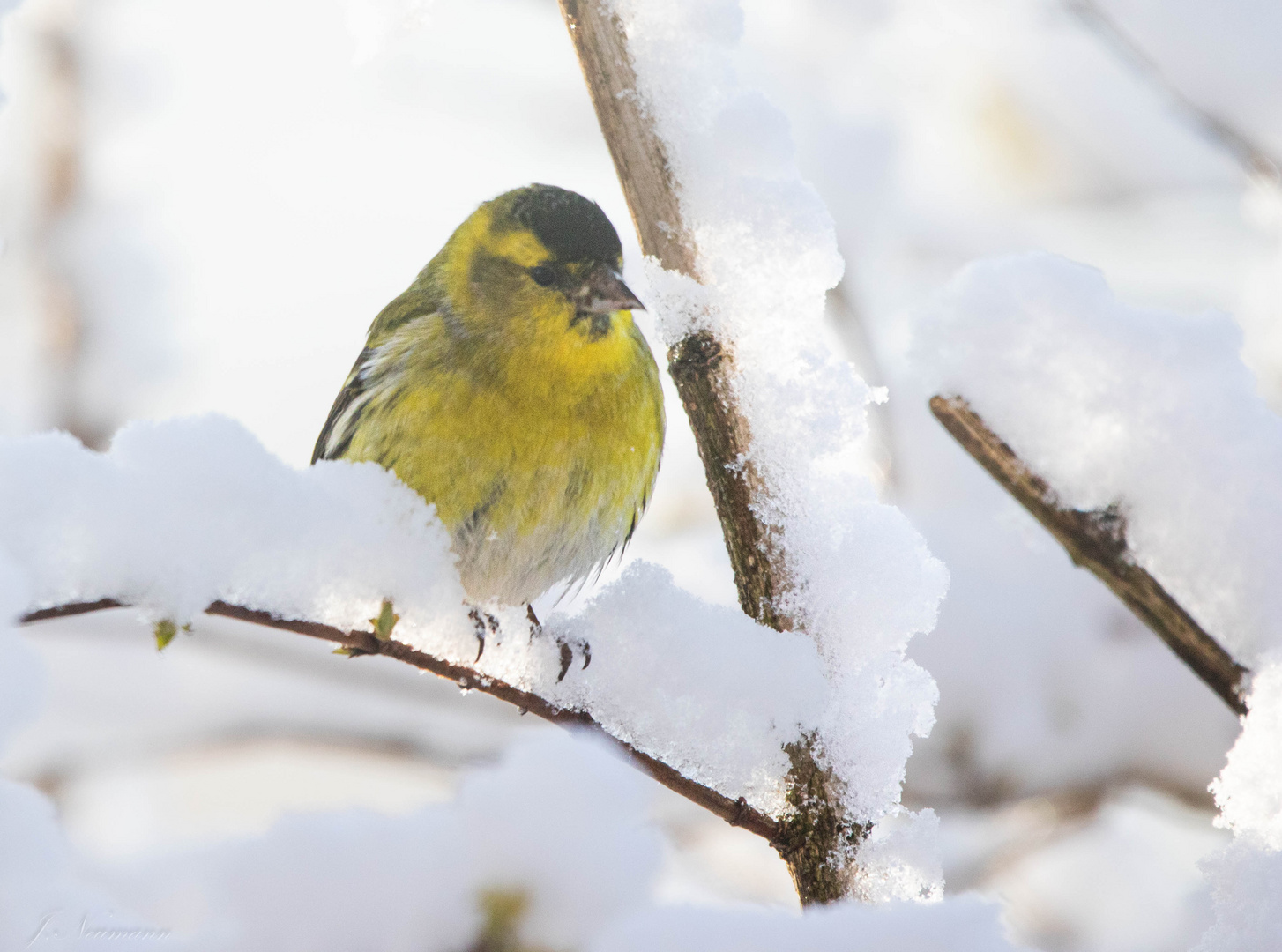 Zeisig im Schnee