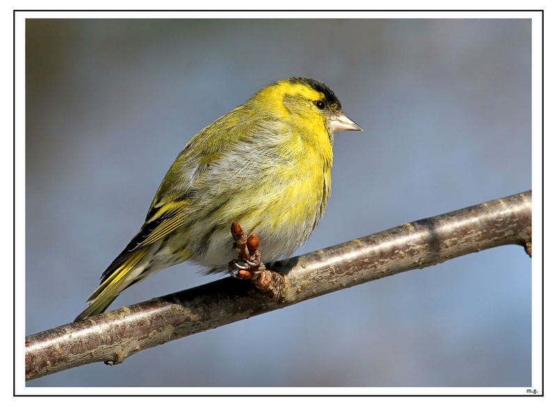 Zeisig in der Sonne - Reload