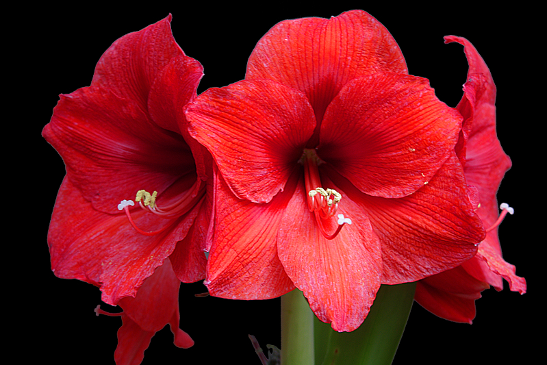 Zeit der Amaryllis