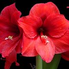 Zeit der Amaryllis