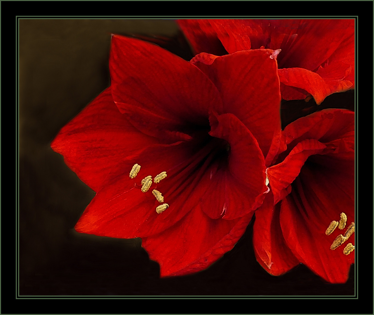 Zeit der Amaryllis