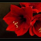 Zeit der Amaryllis