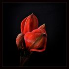 " Zeit der Amaryllis "