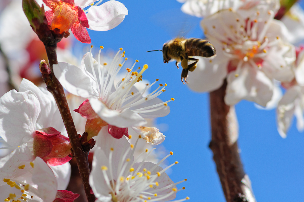 Zeit der Apfelblüte