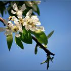 ... Zeit der Apfelblüte ...