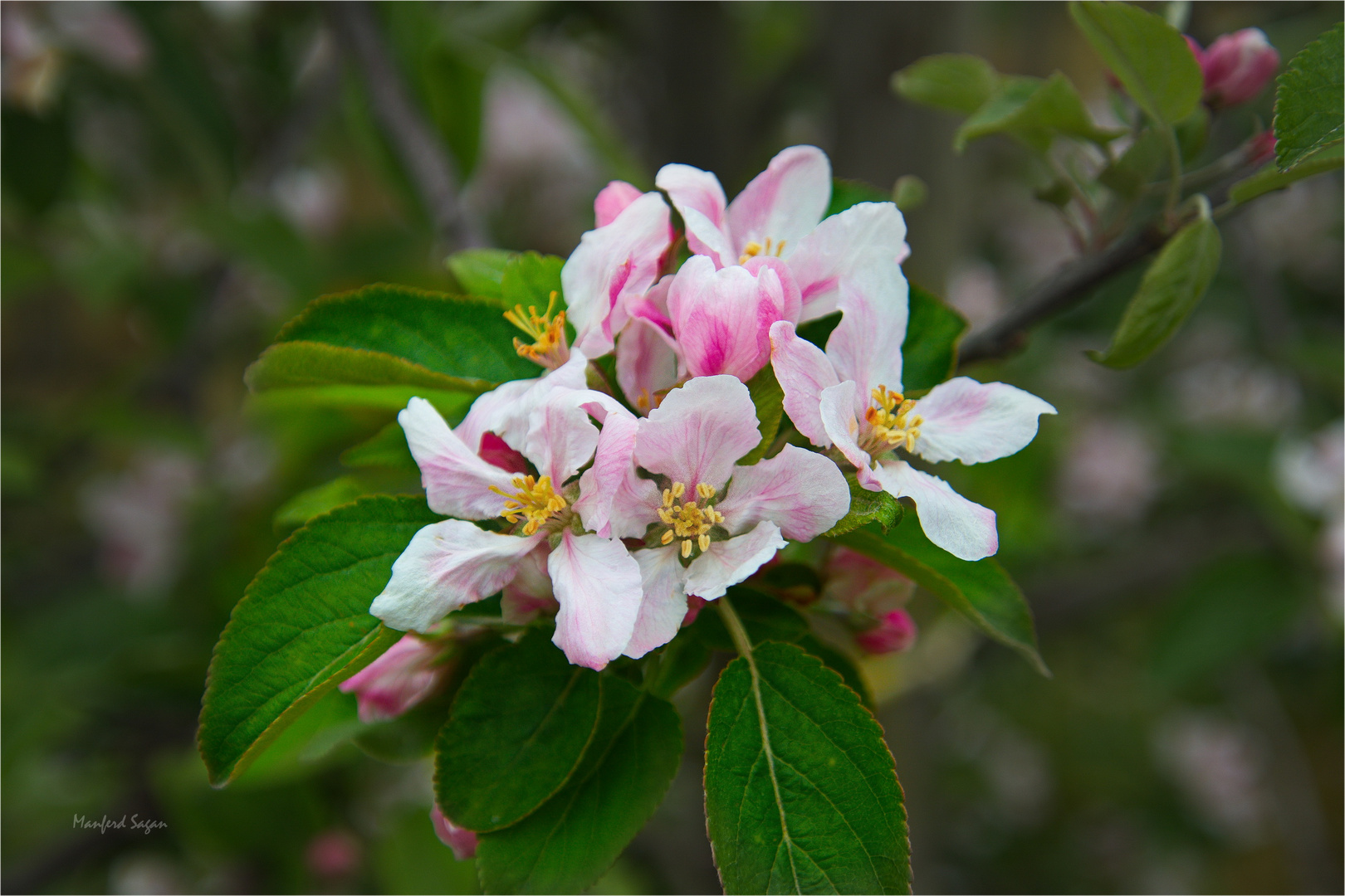 Zeit der Apfelblüte... 