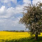 Zeit der Apfelblüte...