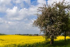 Zeit der Apfelblüte...