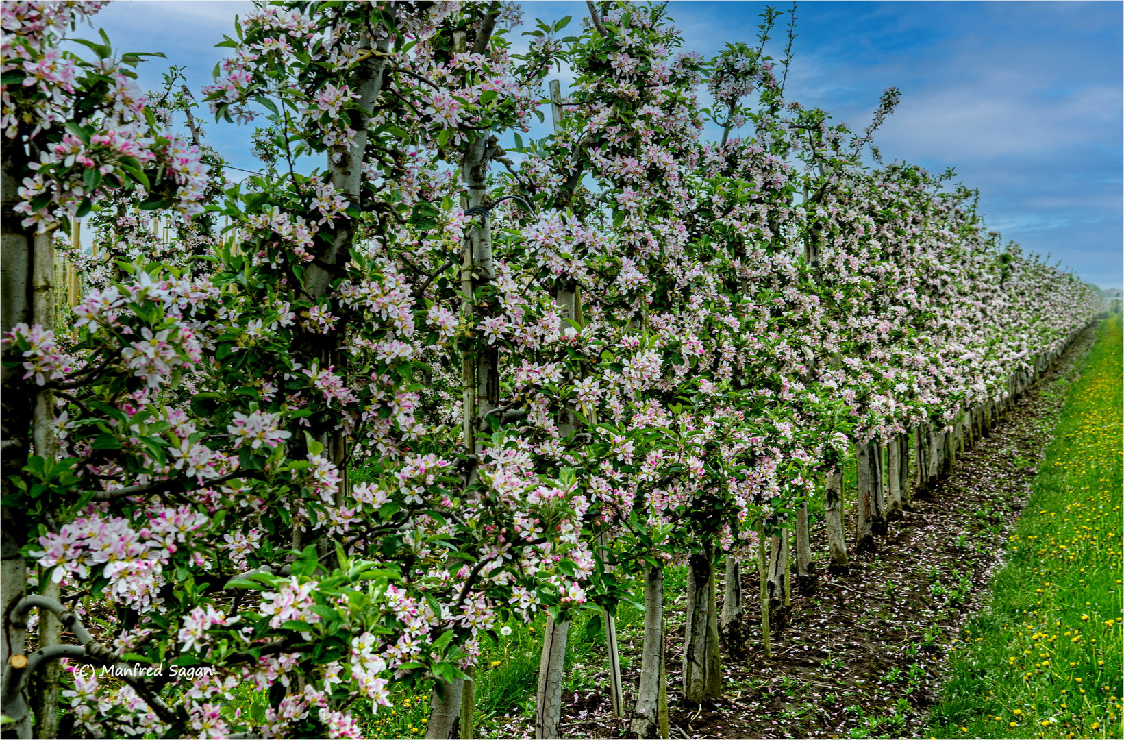 Zeit der Apfelblüte im Alten Land... 