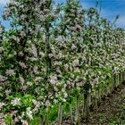 Zeit der Apfelblüte im Alten Land... 