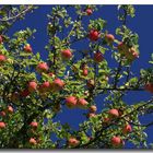 Zeit der Apfelernte