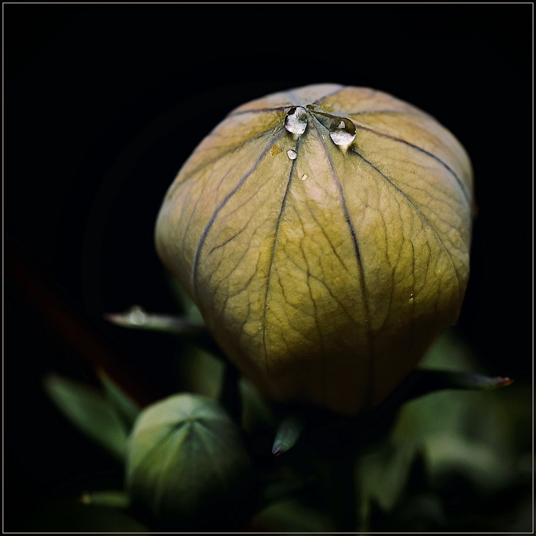 Zeit der Ballonblumen