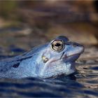 Zeit der blauen Frösche  - Moorfrosch