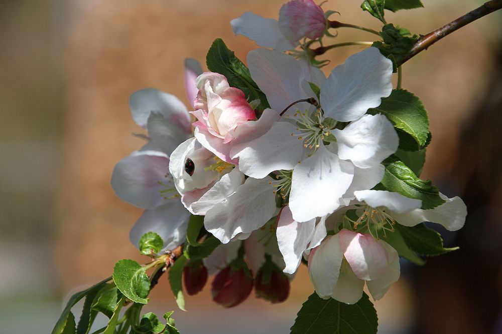 Zeit der Blüte