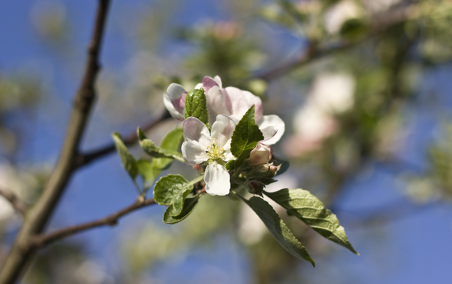 Zeit der Blüten