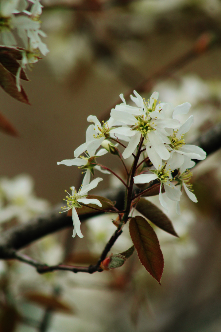 Zeit der Blüten...