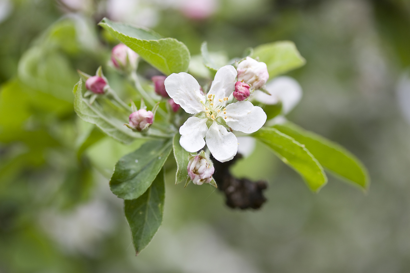 Zeit der Blüten II