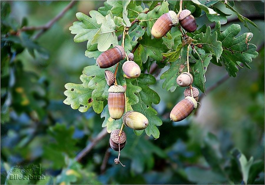 Zeit der Ernte