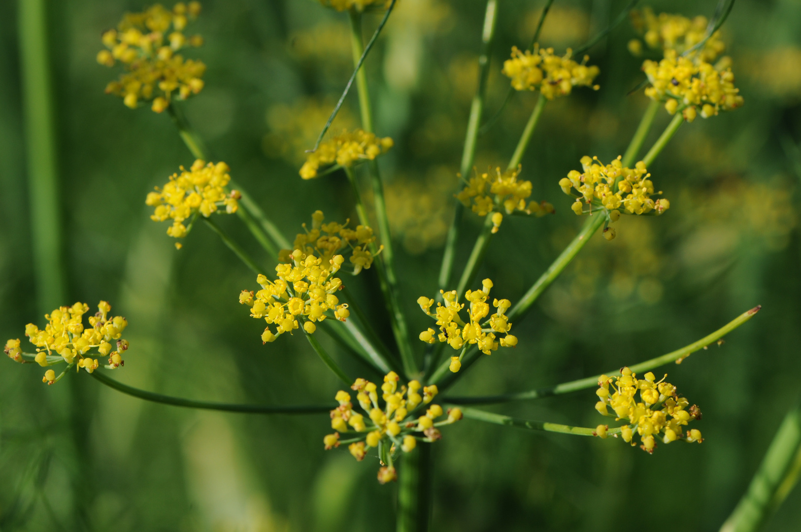 Zeit der Ernte (7) - Fenchel zum Essen