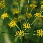 Zeit der Ernte (7) - Fenchel zum Essen