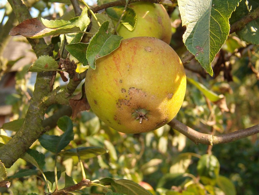 Zeit der Früchte