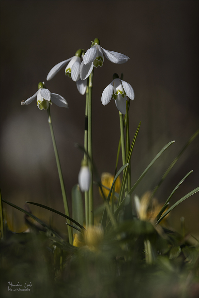 Zeit der Frühblüher