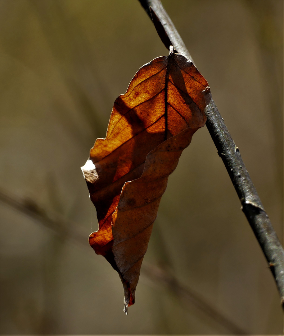 Zeit der großen Veränderungen in der Natur...