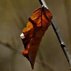 Zeit der großen Veränderungen in der Natur...