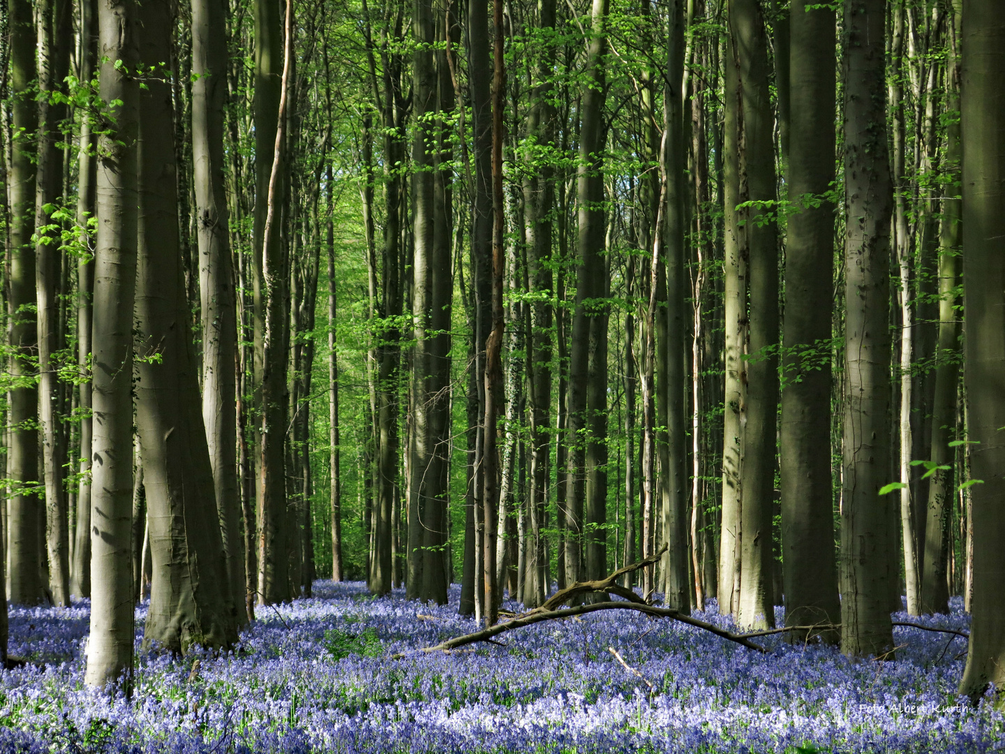 Zeit der Hasenglöckchen - Im Hallerbos