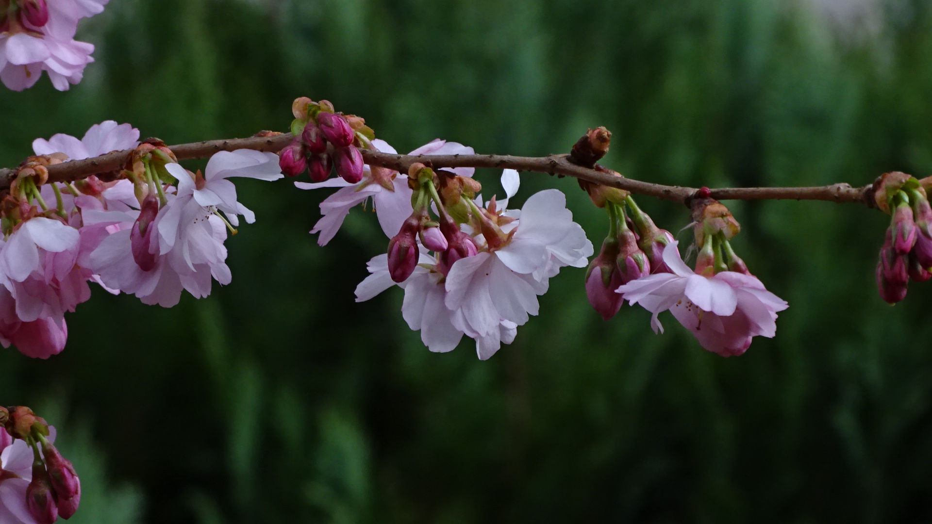 Zeit der japanischen Kirschblüten im Frühling 2018