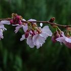 Zeit der japanischen Kirschblüten im Frühling 2018