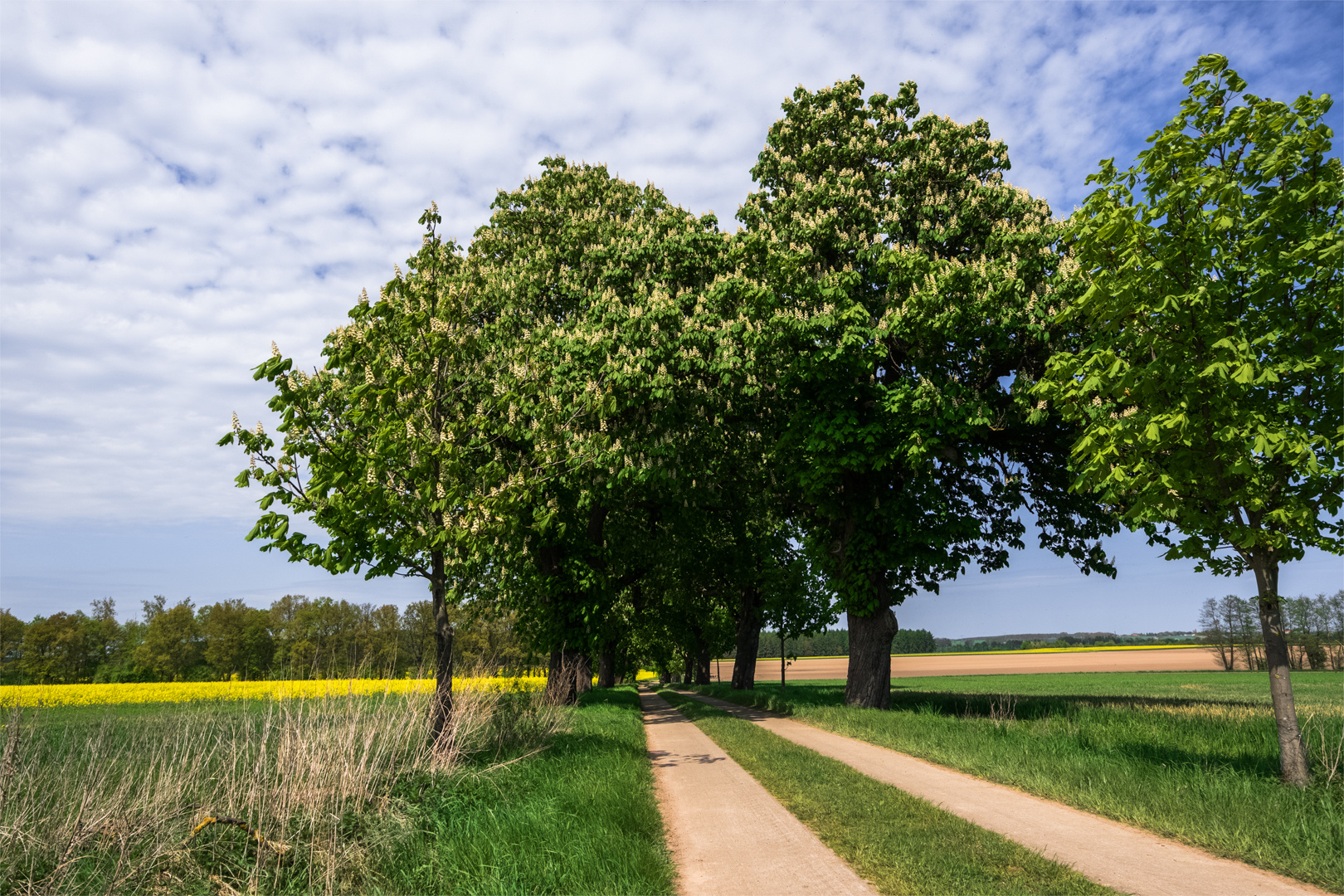 Zeit der Kastanienblüte