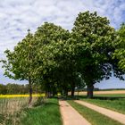 Zeit der Kastanienblüte