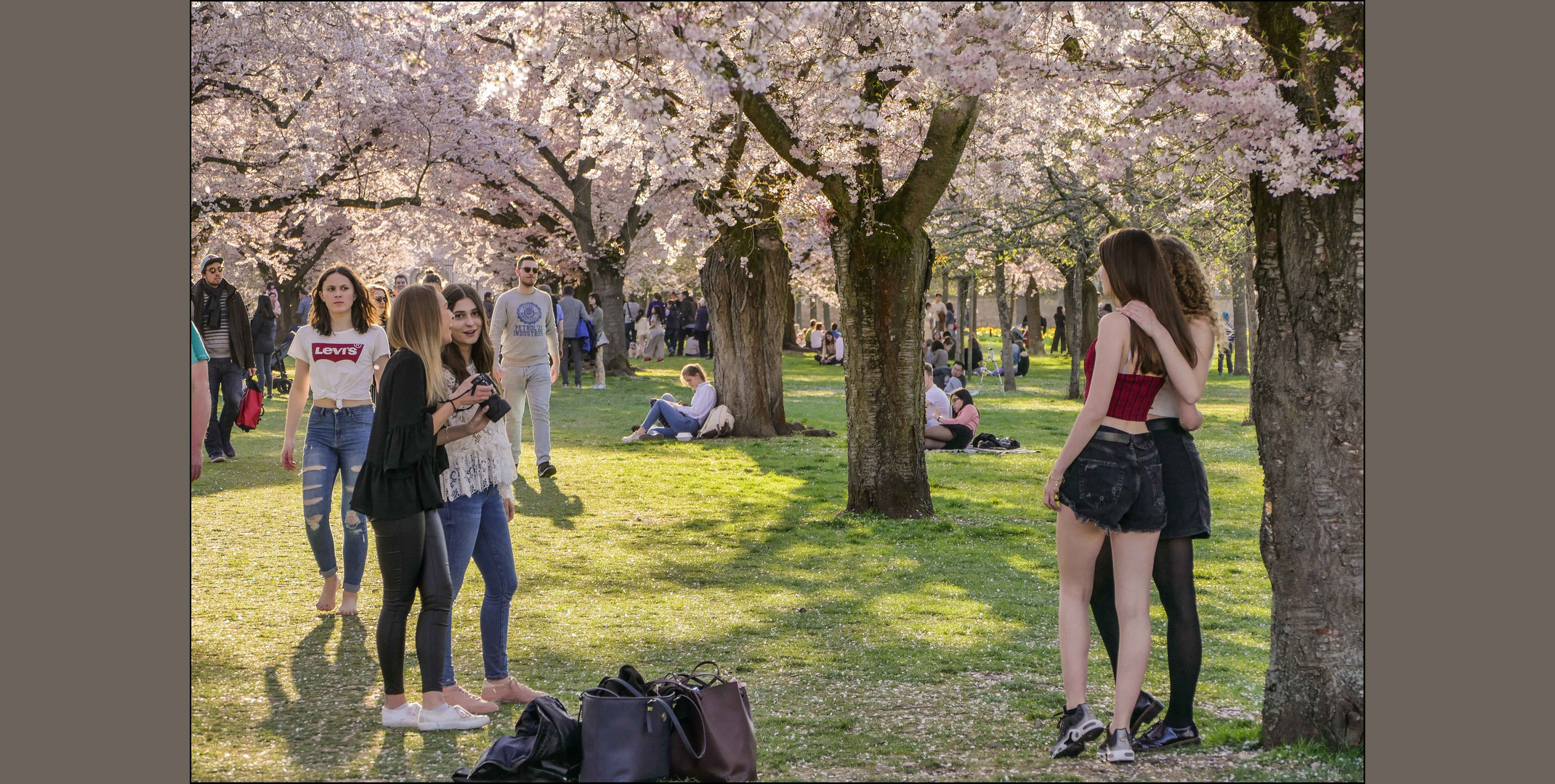 Zeit der Kirschblüte