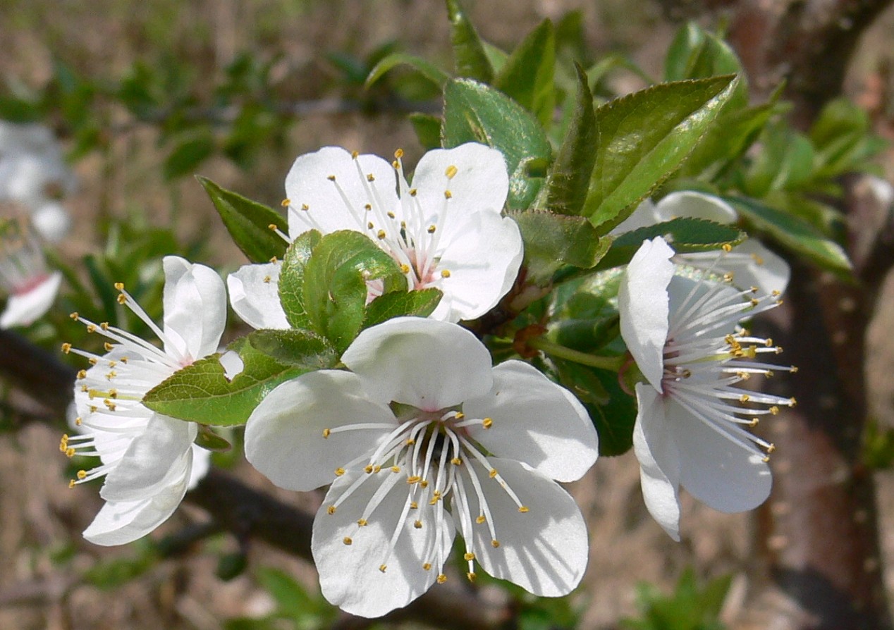 Zeit der Kirschblüte