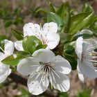 Zeit der Kirschblüte