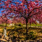 Zeit der Kirschblüte (360°-Ansicht)